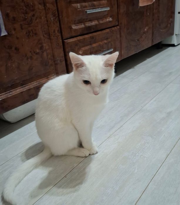 Отдам Кошечку в Добрые руки