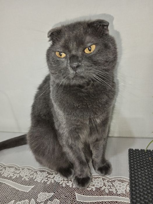 Отдам в хорошие руки