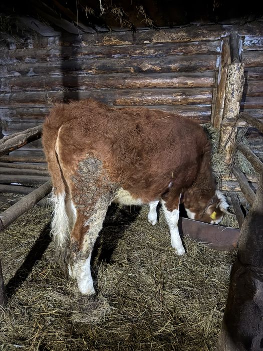 Продам телку (қашар)