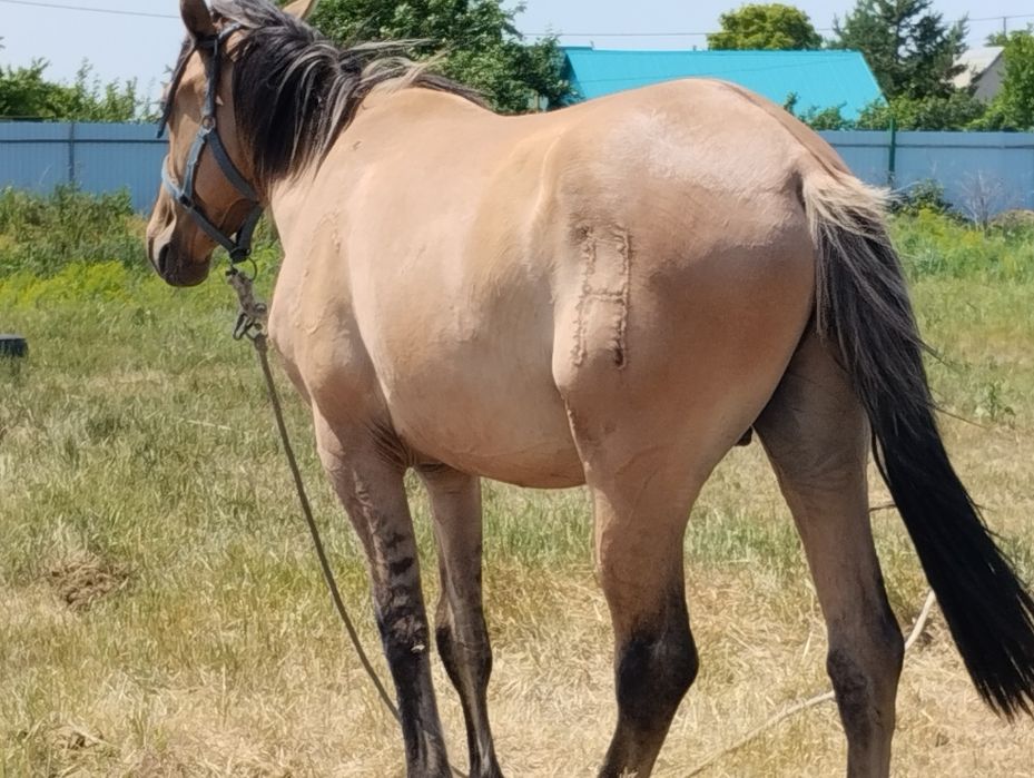 Жылқы құнан 2 кі жаста сатылады