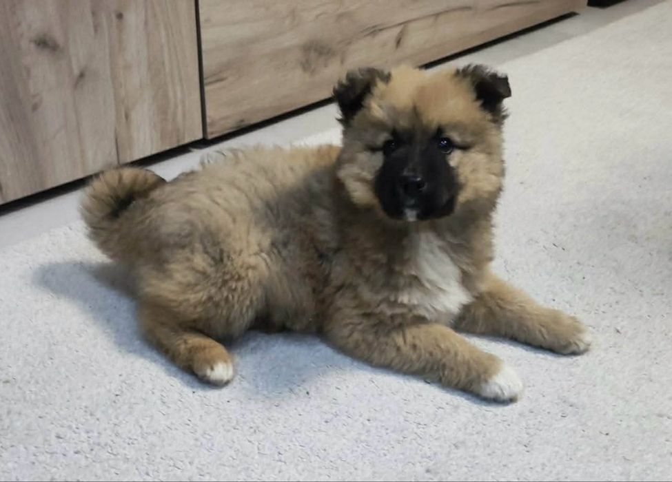 Подарявам кученца