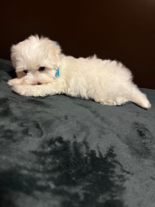 Bichon maltez mini toy baietel