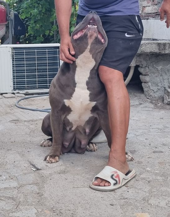 Американско були Хл /American bully XL