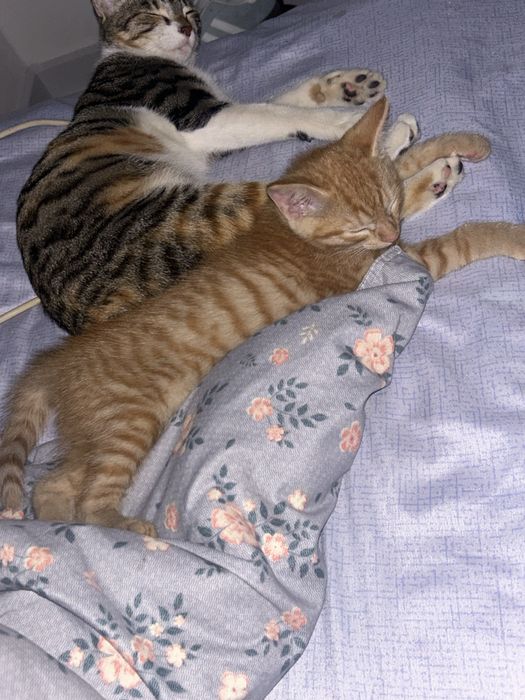 Девочка кошка милая игривая