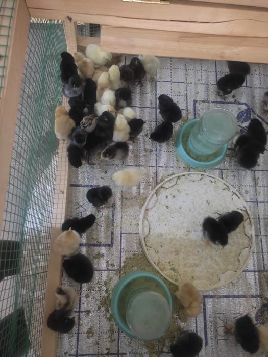 Joja sotiladi 3 kunli brama aralash 90 dona