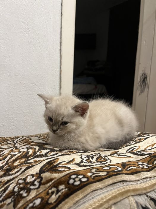 Отдам котят (девочки)