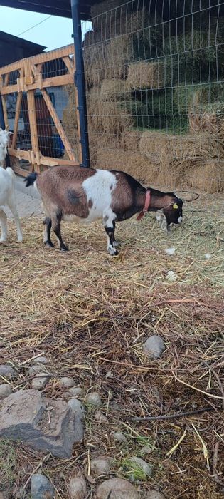 Продам козу,три окота.