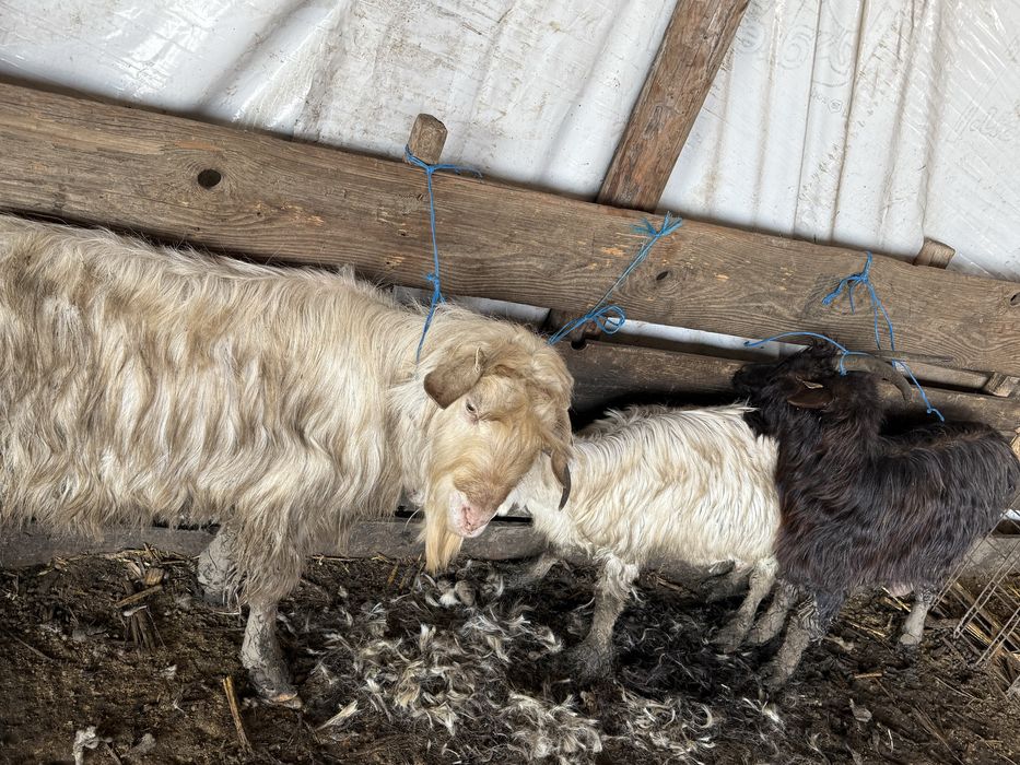 Vand un berbec si doua capre