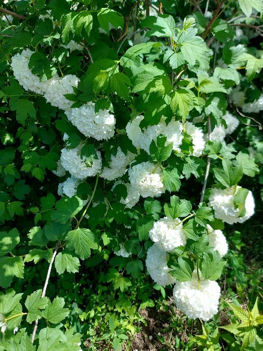 Продам Сирень на срез