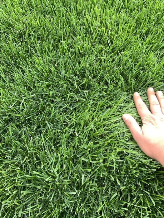 Tayyor gazon sotuvda