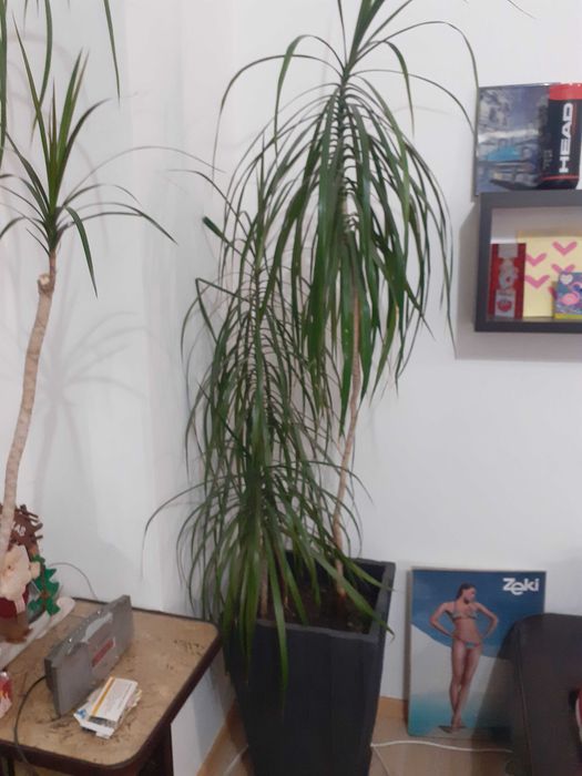 Продавам Палма Драцена