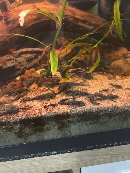 Pesti sanitari(ancistrusi)