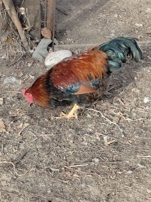 Продам молодых петушков