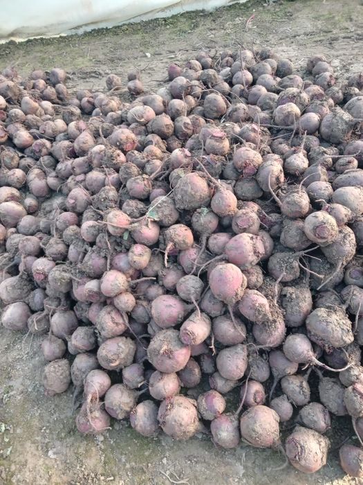Sfecla rosie,calitate,cantitate