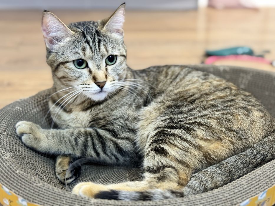 Кошка домашняя в добрые