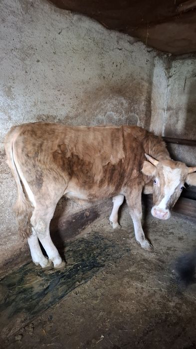 Продам быка стоит на откоруме