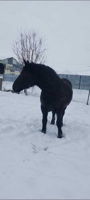 Vând mânză neagră