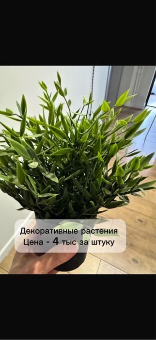 декоративное растение
