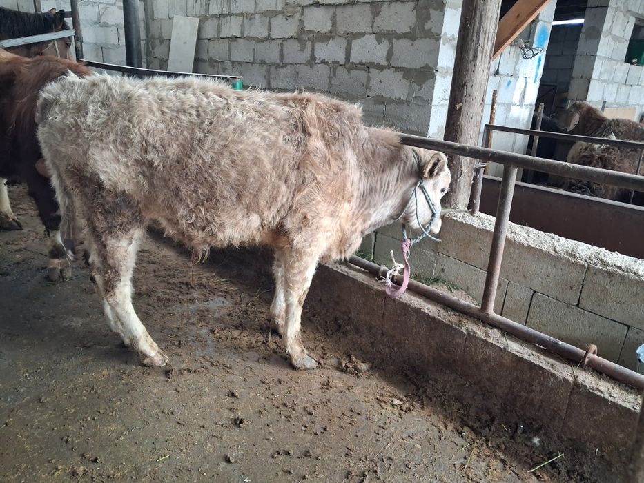 Әулекөл бычёк сатылады