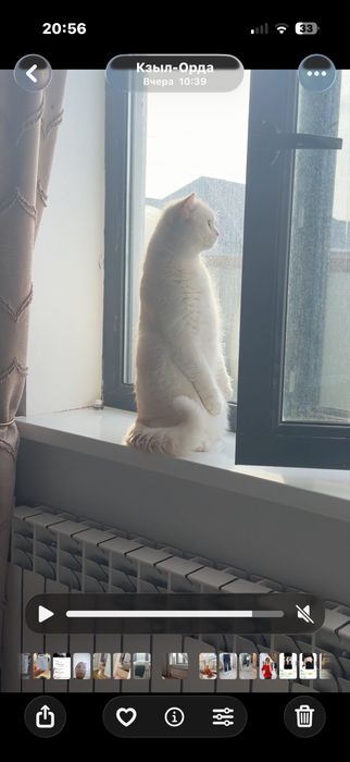 Британская шиншилла