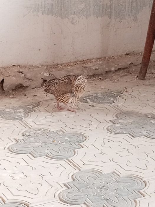 Италияа мокийон сотилади