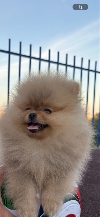 Pomeranian mini toy