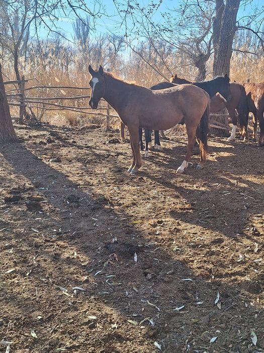 Құнан сатылады полукровный