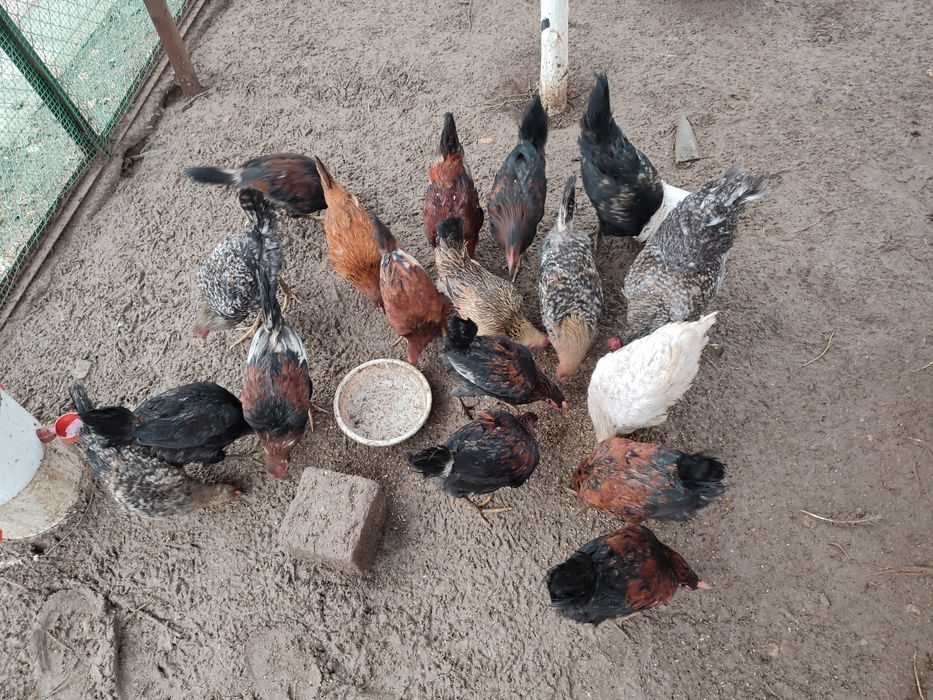 Петухи домашниее