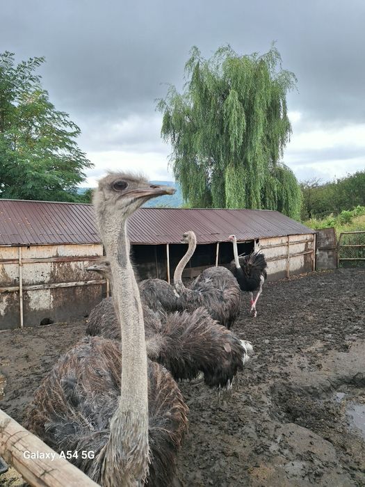 Familie de struți ouatoare de vanzare