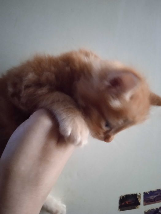 Котята турецкой ангоры, рыжие, мальчики 40 дней.