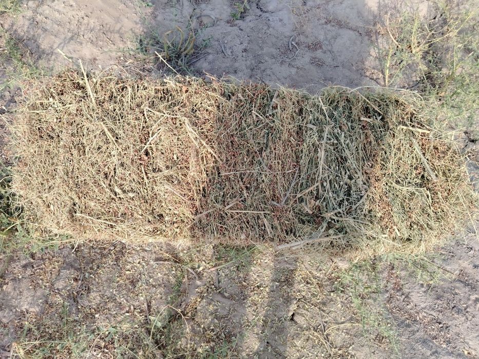 Yantoq kip sotiladi 500 kip bor