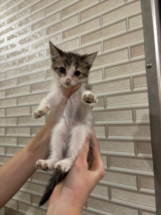 Отдам в добрые руки котёнка-девочку
