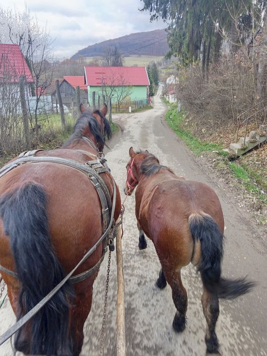 Mânz necastrat de vânzare de 9 luni!.