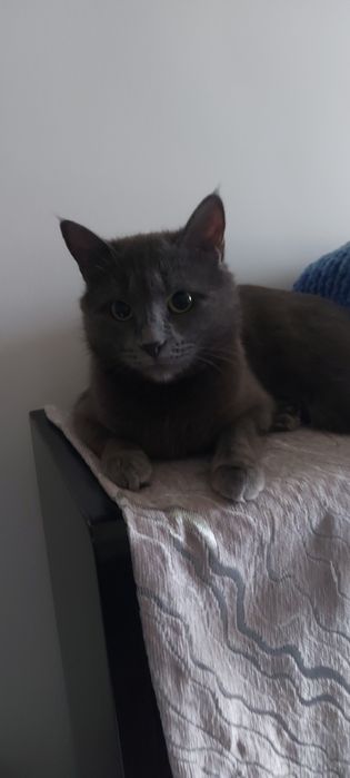 Отдам кошку в добрые руки