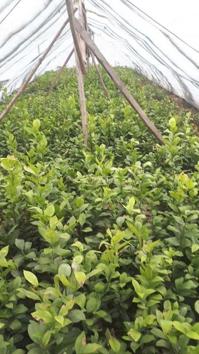 Sifatli yetishtirilgan ertapishar limon kochatlari