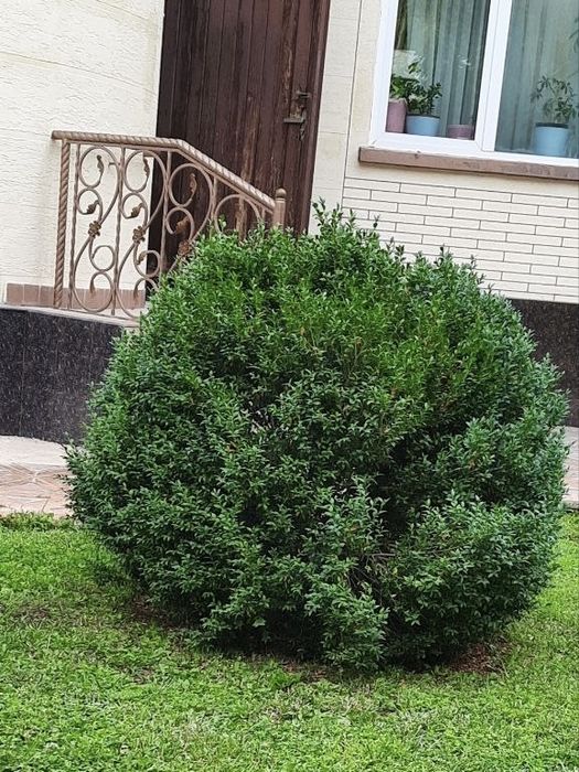 15 летние деревья , Шамшот