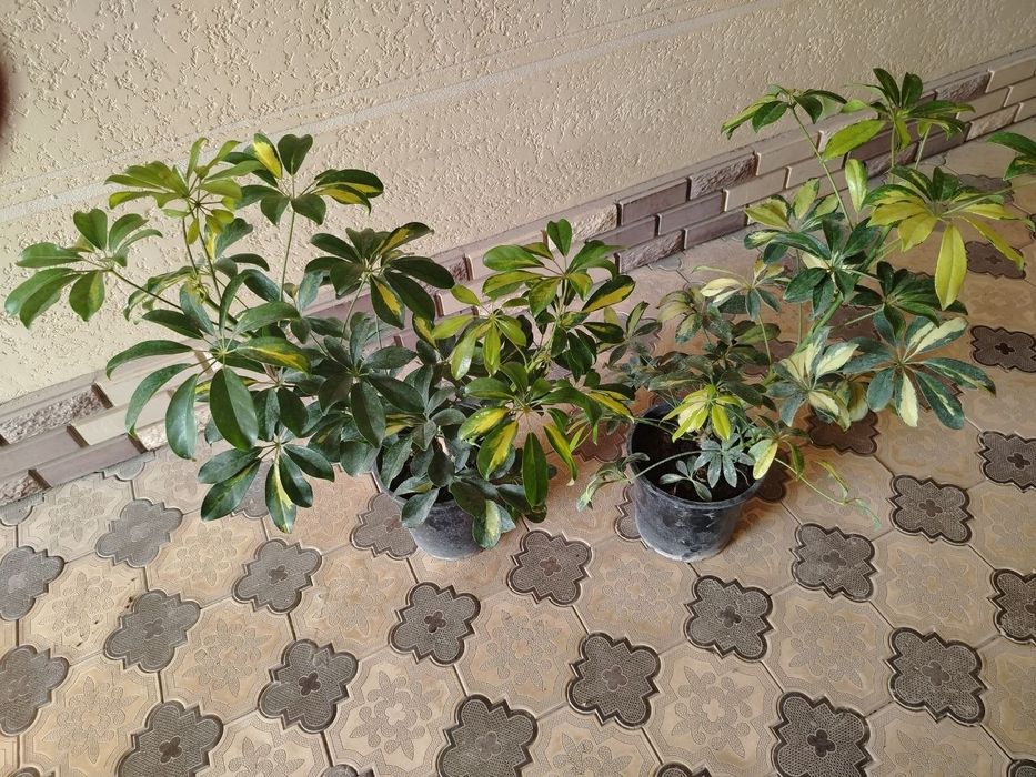 Хонаки гуллар, Комнатные цветы, Ташкент