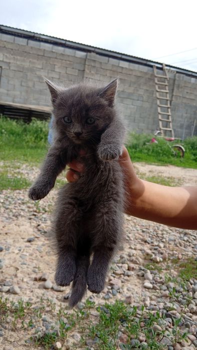 Отдам котят в хорошие руки.