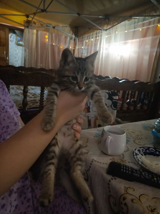 Продаётся котята (2 месяца)

Дата рождения: 1 марта
Есть:
— чёрн