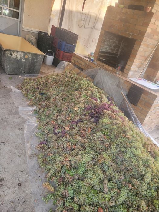 Struguri de vin feteasca