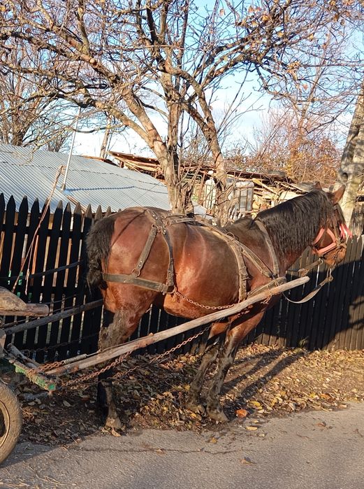 Armăsar de vânzare