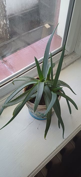 Алоэ Вера.      .