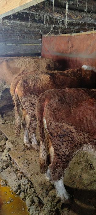 Сиыр бука сатылады