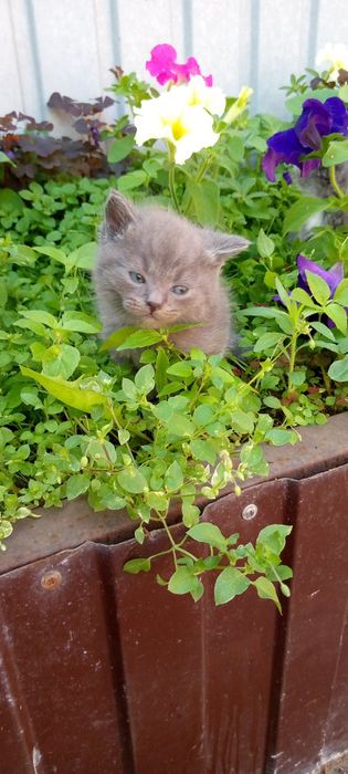 Продаются котята британчики.