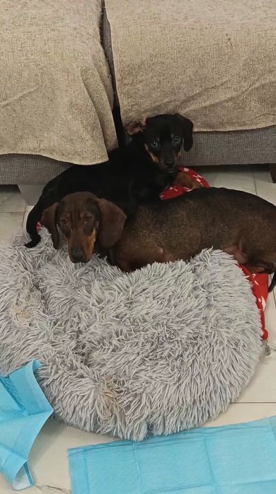 Mamă și pui caută un cămin împreună