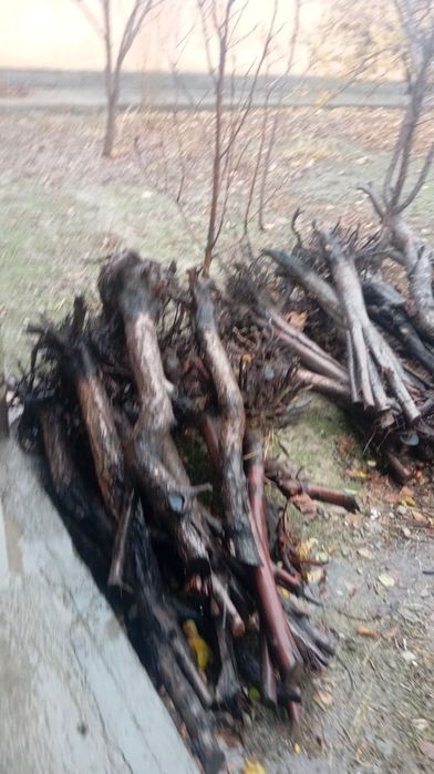 Utin sotiladi mevali daraxtdan