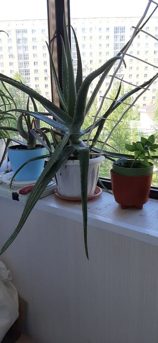 Алое вера лечебное растение