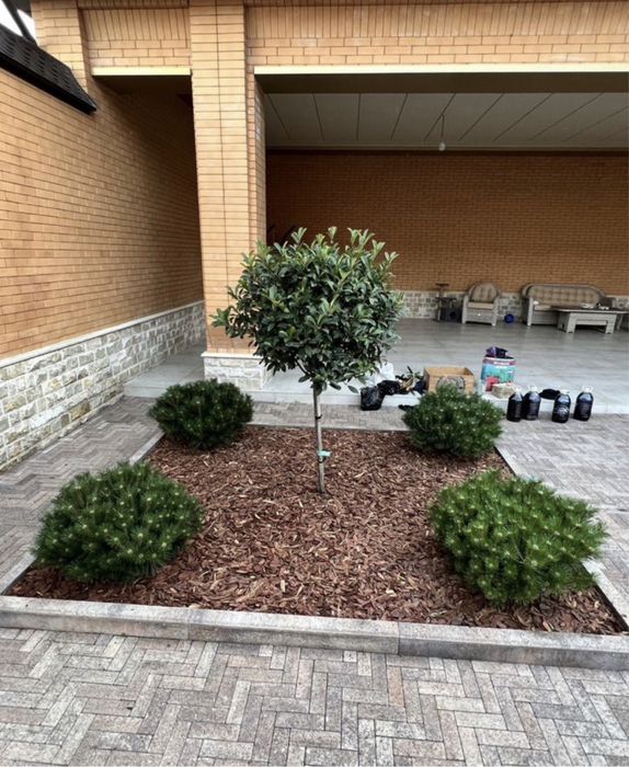 Газон англиский спортивный