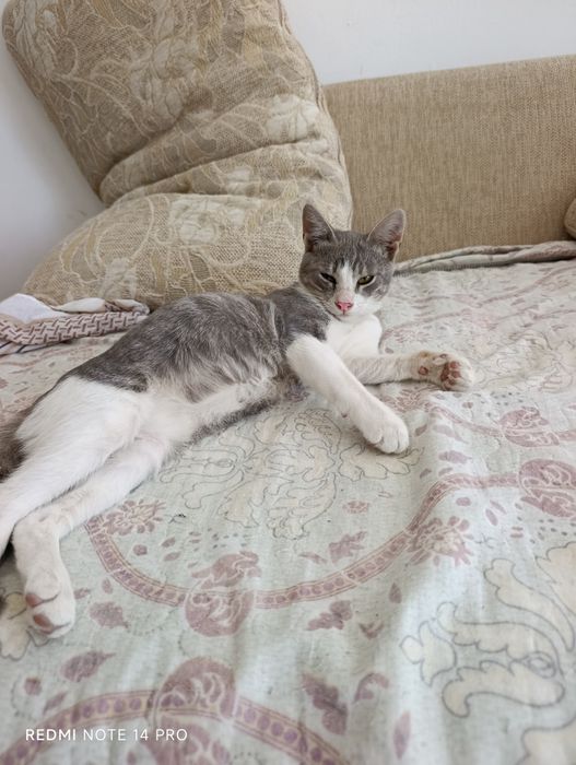 Котенок в добрые руки
