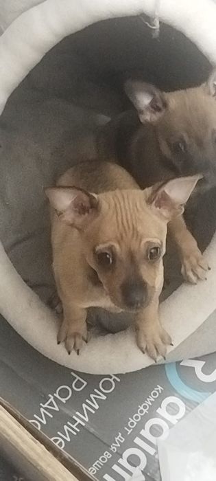 щенки той-терьер.